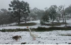 O clima estilo europeu da cidade de gramado pode lhe supreender, principalmente nos meses de julho, agosto e setembro, neste período geadas e nevoeiros são constantes, assim podendo ter uma grande possibilidade de neve. Cai Neve Em Gramado