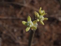 Image result for Cynanchum orangeanum