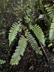 Image result for Stomatanthes sp.no.1