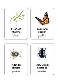 Les Insectes Theme Maternelle Institutrice Maternelle Jeux Enfants