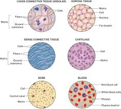 connective tissue anatomy reading industrial wiring diagrams