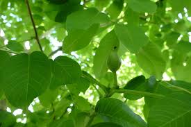 Image result for antraknóza ořešáku