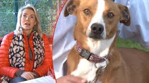 Werden nur an plätze mit gesicherter außenhaltung abgegeben und nicht harry liebt es mit dem ball zu spielen und wäre ein arbeitseifriger hundeschulbegleiter. Tierheim Hund Gina Sucht Ein Neues Zuhause Ratgeber Bild De