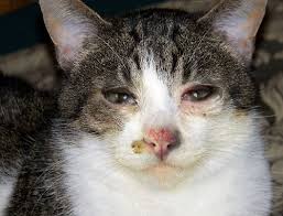 Kedi Nezlesi Kedilerin Hayatina Mal Olabiliyor Ajanimo