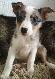 Border Collies For Sale In Huddersfield Yorkshire Preloved Dogs Border Collies For Sale Puppies