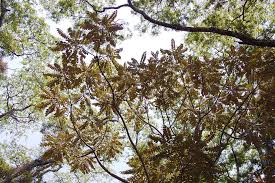 Image result for Polyscias fulva