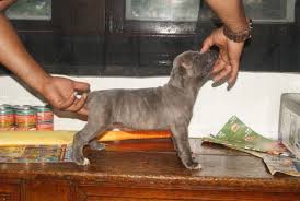 3,546 likes · 85 talking about this. Cane Corso Pets And Animals For Sale Akron Oh