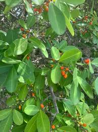 Image result for Erythroxylum emarginatum