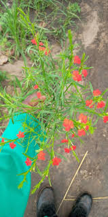 Image result for Striga passargei