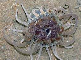 Wild Shores Of Singapore A Sliver Of Tuas Teeming With Marine Life Patterns In Nature Lightning Fulgurite