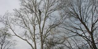 Prentice & Bush Tree Service