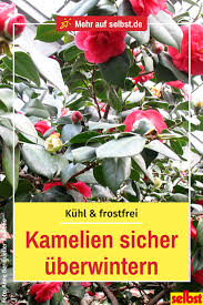 Kamelie Uberwintern Mediterrane Pflanzen Uberwintern Garten
