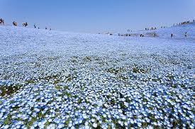The Mesmerizing Blue Flower Fields Of Japans Hitashi Seaside Park Hitachi Seaside Park Seaside Park Japan Photograph