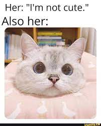 I Am Not Cute Meme Ahseeit