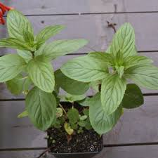 Base form, past form, past participle form. Thai Basil Sayur In The City