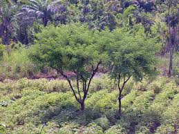 Image result for Entada abyssinica