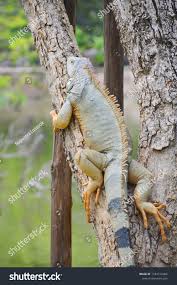 Giant Iguana Animal National Park Thailand Stock Photo (Edit Now) 1184712466