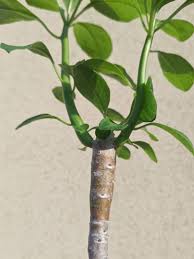 Image result for Euphorbia transvaalensis