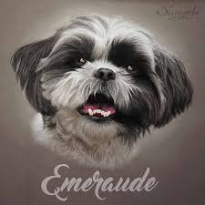 Portrait Animalier D Un Chien Shih Tzu Emeraude Realise Avec La Technique Du Pastel Sec Dog Paintings Animal Drawings Dog Art