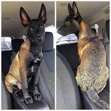 While a malinois may easily run for five miles or more, make sure to have your dog examined by your veterinarian before embarking on any exercise program. A Woman Revealed It Took Days To Get Her 17 Cats And Dogs To Pose Together For A Picture Chien Malinois Chien Eduquer Un Chiot