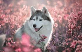 Maybe you would like to learn more about one of these? Cute Husky Wallpapers Top Free Cute Husky Backgrounds Wallpaperaccess
