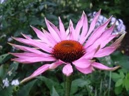 Really neat walking along the beaver ponds and not overly difficult but some.small challenges to keep it fun. Echinacea Wikipedia