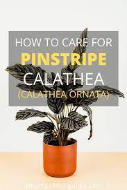 How To Care For A Pinstripe Calathea Calathea Ornata How To Grow And Care For This Wonderful Houseplant Calathea Calathea Plant House Plant Care
