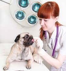 Is glucosamine effective for treating osteoarthritis? - Veterinary Practice  News