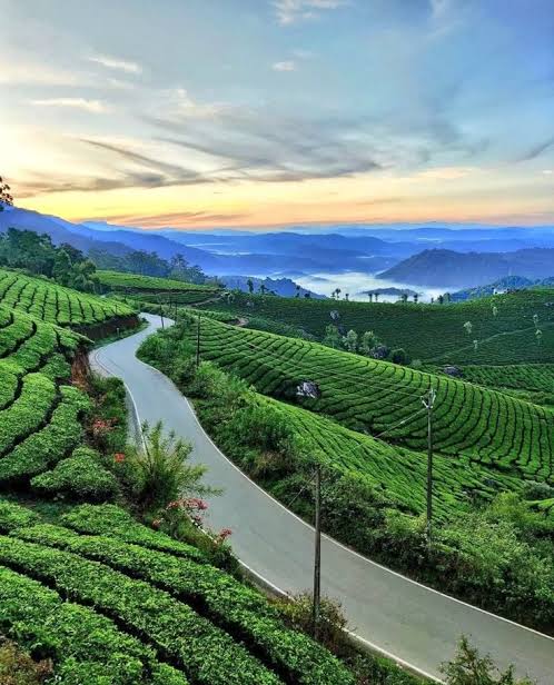 Kerala greenery Munnar