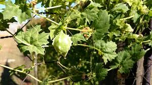 Image result for Momordica cardiospermoides