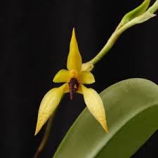 Image result for Bulbophyllum schinzianum