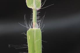 Image result for Digitaria calcarata