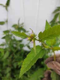 Image result for Melochia melissifolia