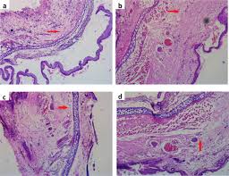 Image result for Psydrax subcordata