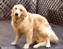 Big dog small dog memes & gifs. Funny Pics Of Fat Dogs