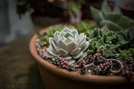 Usually, they are used as home decorations as they can really be stored indoor and you do not have. 8 Tips On How Often To Water Succulents Succulents Network