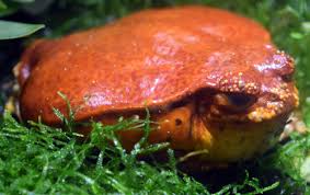 Image result for Fadogia fuchsioides