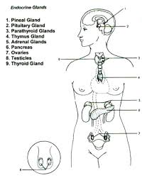 The Endocrine System Glands And Yoga Endocrine System Hormones Endocrine System Nursing Endocrine System