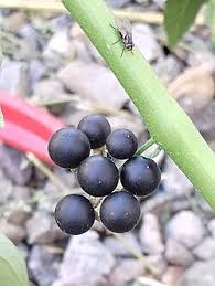 Image result for Solanum sp. A