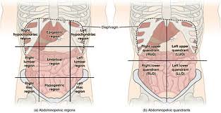 quadrants and regions of abdomen wikipedia