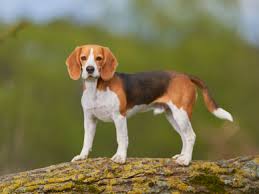 Image result for bígl