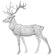 Deer anatomical drawings by buttermutt on deviantart. Jinart Virgil Red Stag Anatomy Practice Many Flaws Still Argh Deer Drawing Animal Drawings Deer