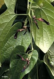 Image result for Aristolochia triactina