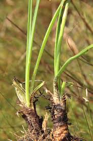 Image result for Aloe plowesii