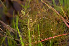 Image result for Rhamphicarpa