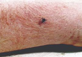 Ticks tend to climb onto you from surrounding greenery, so mow your lawn often (especially around the edge of your yard, fence, and sitting areas), promptly rake up and. Tick Tick Bite Identification Tick Control Prevention Orkin