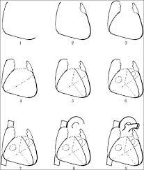 Heart drawing in detail is quite exhaustive as it contains lots of arteries and step 3 draw curved lines by taking help from the straight line and follow the same structure from the step 5 color the heart with red. The Steps For Drawing A Sketch Of Human Heart 1 Right And Inferior Download Scientific Diagram