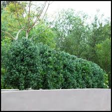 Outdoor Faux Boxwood Shrubs Artificial Plants Unlimited