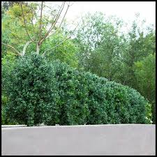 outdoor faux boxwood shrubs artificial plants unlimited