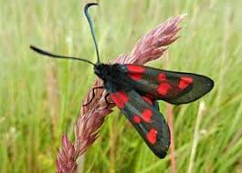 Black And White Spotted Moth Uk June 21st 2011 Pt2 6 Spotted Burnet Moth Jodysnaturewalks Moth Burnet Spotted